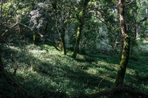 Shaded walking path through forest greenery in Sintra, Portugal Stock Photos