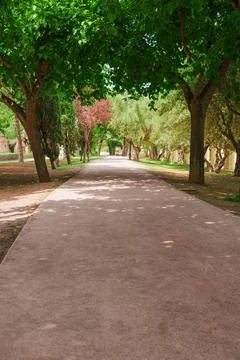 Shaded Walking Path Through Lush Park Trees Stock Photos