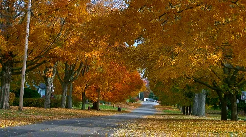Shades of Autumn 動画素材 544598