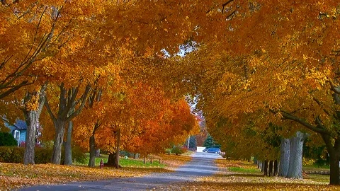 Shades Of Autumn On A Maple Tree Lined Street 스톡 동영상 109515909