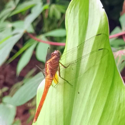 Shades of Earth on Dragonfly Wings Stock Footage 307187865