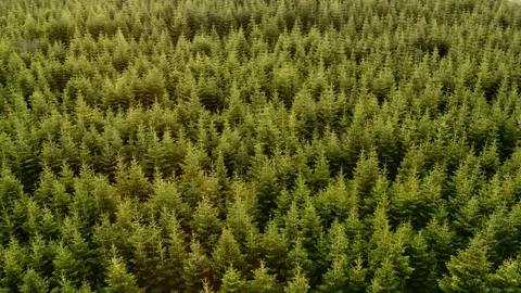 Shades of green Video stock 107336631