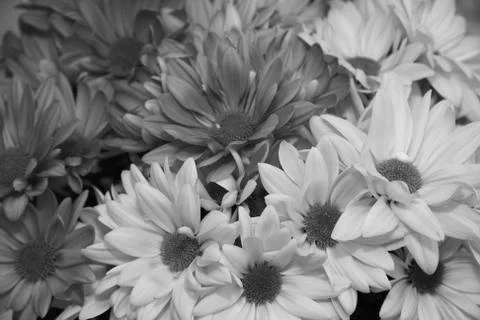 Shades of grey in asters Stock Photos