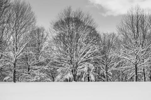 Shades of Winter Stock Photos