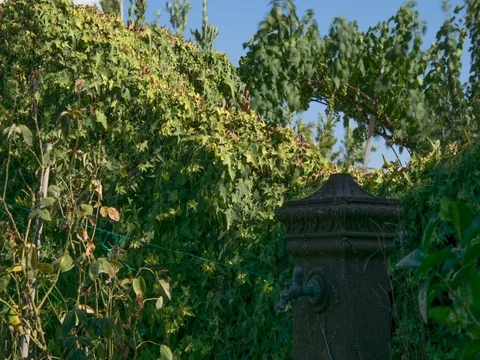 Shadow advancing Stock Footage 78677831