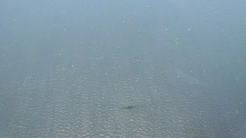 Shadow of airplane on the water of the Bosphorus 動画素材 91320474