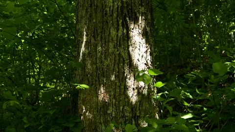 Shadow and light on the bark of a tree Stock Footage 129714842