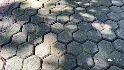 Shadow and light of leaves Stock Footage 302160123