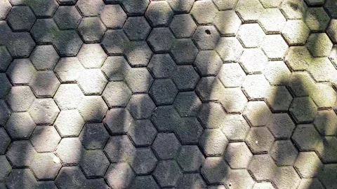 Shadow and light of leaves Stock Footage 302160200