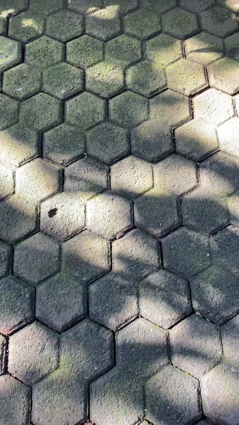 Shadow and light of leaves Stock Footage 302160587