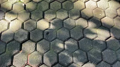 Shadow and light of leaves Stock Footage 302160639