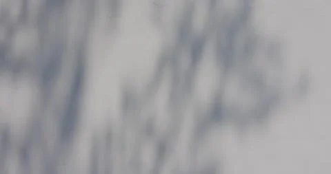 Shadow and light of leaves overlay on background Stock Footage 210075715