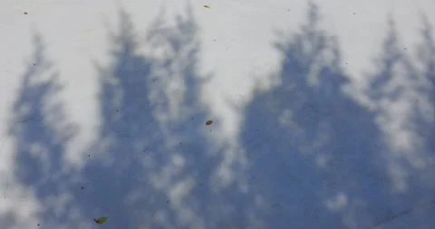 Shadow and light of leaves overlay on background Stock Footage 210075756