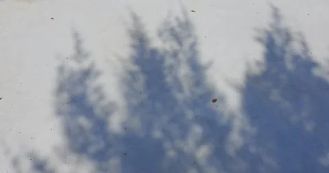 Shadow and light of leaves overlay on background Stock Footage 210075766