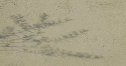 Shadow and light of leaves overlay on background Stock Footage 213752336