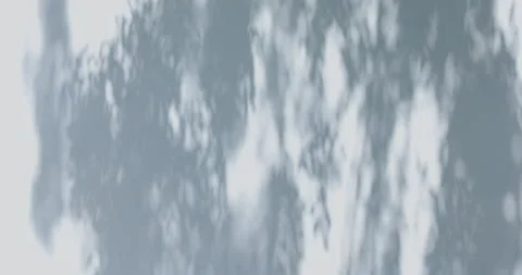 Shadow and light of leaves overlay on background Stock Footage 213752856