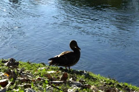 Shadow and light. Stock Photos