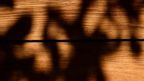 Shadow of a apple tree Stock Footage 328581745