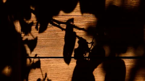 Shadow of a apple tree Stock Footage 328581761
