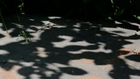 Shadow of a apple tree on the rusty iron Stock Footage 133541393