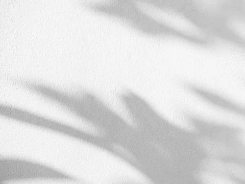 Shadow Background Abstract Leave Overlay Wall Floor Light Effect White Stock Photos