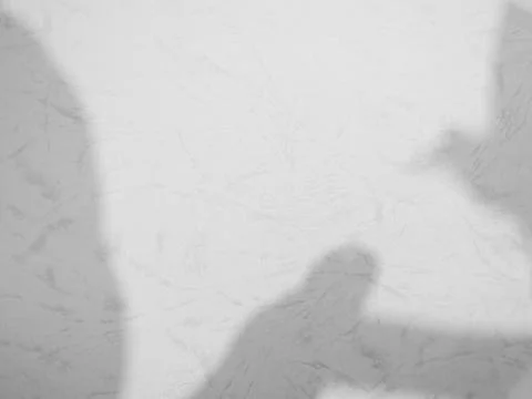 Shadow Background Abstract Leave Overlay Wall Floor Light Effect White 写真素材