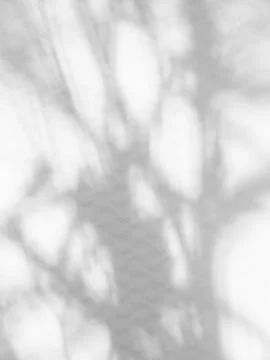 Shadow Background Abstract Leave Overlay Wall Floor Light Effect White 스톡 사진