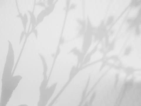 Shadow Background Abstract Leave Overlay Wall Floor Light Effect White 스톡 사진