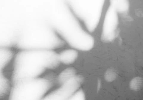 Shadow Background Abstract Leave Overlay Wall Floor Light Effect White 写真素材