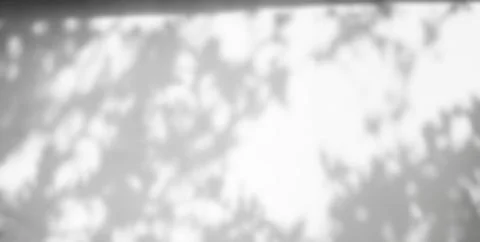Shadow Background Abstract Leave Overlay Wall Floor Light Effect White 写真素材