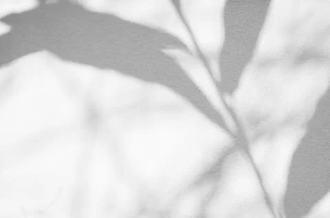 Shadow Background Abstract Leave Overlay Wall Floor Light Effect White Foto stock