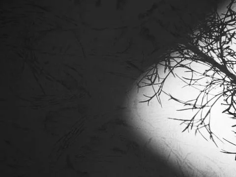 Shadow Background Abstract Leave Overlay Wall Floor Light Effect White 스톡 사진
