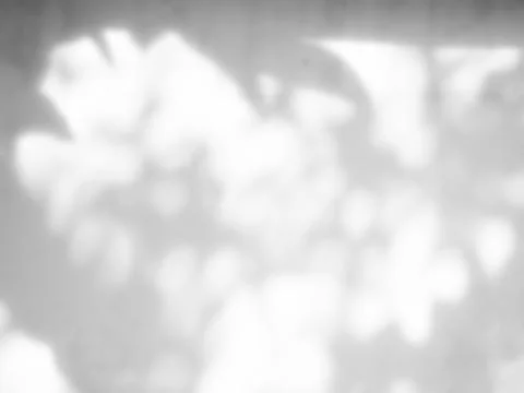Shadow Background Abstract Leave Overlay Wall Floor Light Effect White Stock Photos
