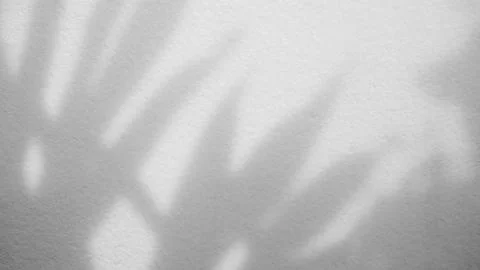 Shadow Background Abstract Leave Overlay Wall Floor Light Effect White Stock Photos