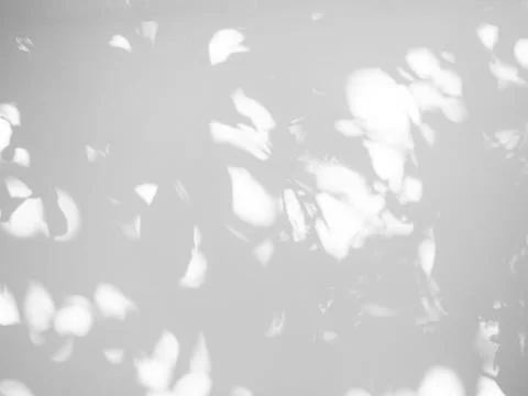 Shadow Background Abstract Leave Overlay Wall Floor Light Effect White Фото