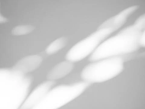 Shadow Background Abstract Leave Overlay Wall Floor Light Effect White 写真素材