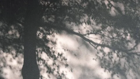 Shadow background of natural tree leaves... | Stock Video | Pond5