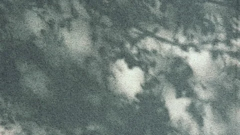 Shadow background of natural tree leaves... | Stock Video | Pond5