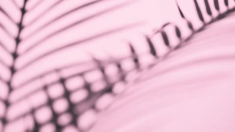 Shadow background of palm leaves Stock Footage 245179470