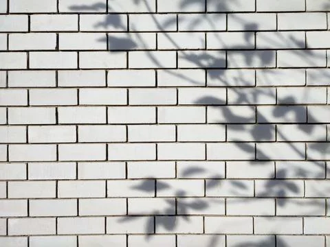 Shadow background of tree leaf branch on brickwall Stock Photos