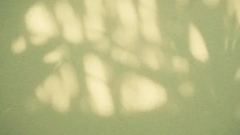 Shadow beige background wall light white overlay abstract plant 4k backdrop. Stock Footage 294314586