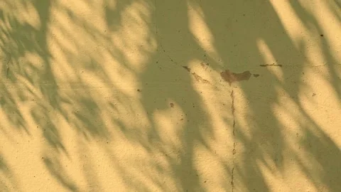 Shadow beige background wall light white overlay abstract plant Stock Footage 307681307