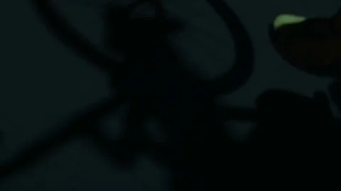 Shadow of a bicyclist on the asphalt close-up Stock Footage 76493511