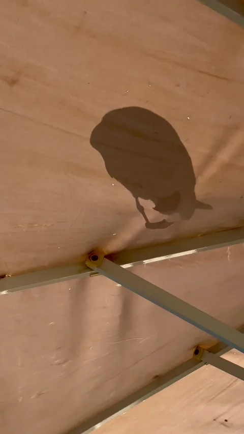 Shadow of bird on fabric canopy in sunlight Video stock 318092635