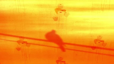 Shadow of Bird Flying Away Stock Footage 121617762