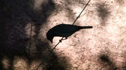 Shadow bird Stock Footage 8677382