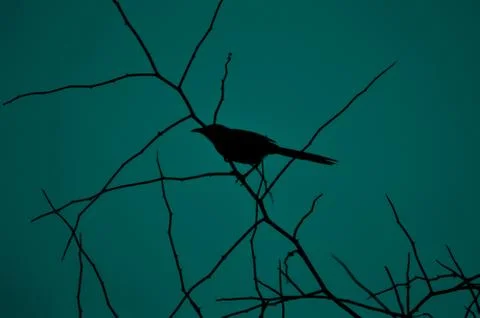 The shadow of the bird Stock Photos