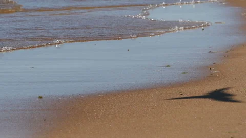 Shadow of a bird on the sand of a beach Stock Footage 109498793