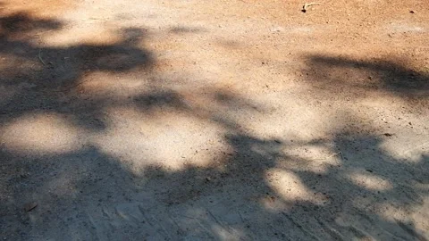 The shadow of a branch on the dirt road Stock Footage 232291674
