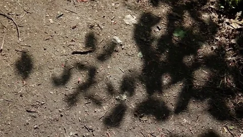 Shadow branch Stock-Footage 75234440
